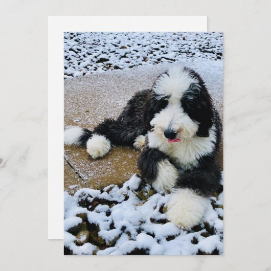 Sheepadoodle Card Feestdagenkaart (Voorkant / Achterkant)