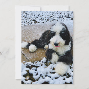 Sheepadoodle Card Feestdagenkaart