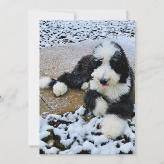 Sheepadoodle Card Feestdagenkaart