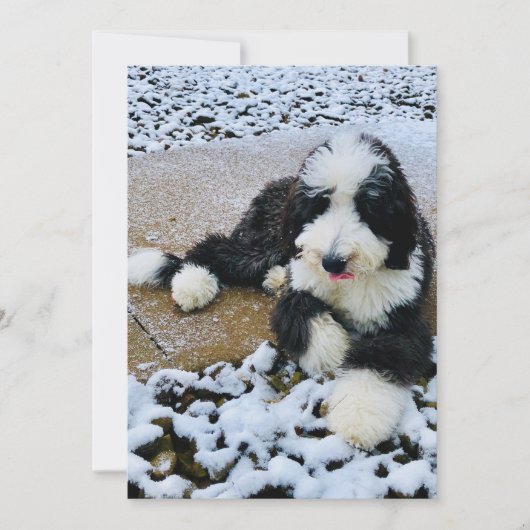 Sheepadoodle Kaart (Voorkant)