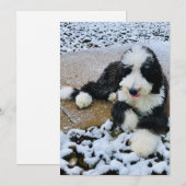 Sheepadoodle Kaart (Voorkant / Achterkant)