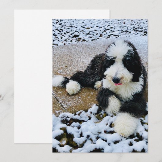 Sheepadoodle Kaart (Voorkant / Achterkant)