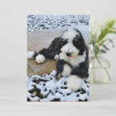 Sheepadoodle Kaart (Staand voorkant)