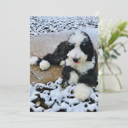Sheepadoodle Kaart (Staand voorkant)