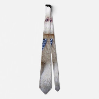 Sheepadoodle Met Blauwe Geruite Sjaal Stropdas