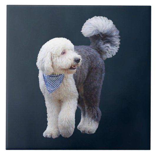 Sheepadoodle Met Blauwe Geruite Sjaal Tegeltje (Voorkant)