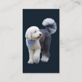 Sheepadoodle Met Blauwe Geruite Sjaal Visitekaartje (Achterkant)