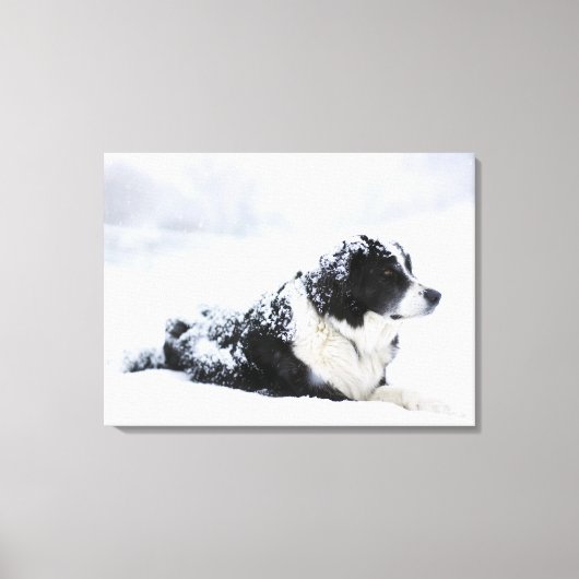 Sheepdog (Akbash/collie-mix) die tijdens Canvas Afdruk (Voorkant)