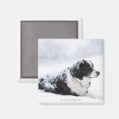 Sheepdog (Akbash/collie-mix) die tijdens Magneet (Voorkant / Achterkant)