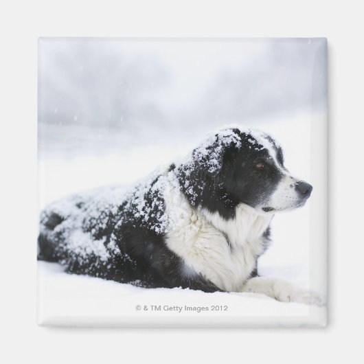 Sheepdog (Akbash/collie-mix) die tijdens Magneet (Voorkant)