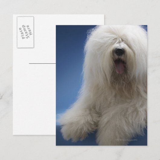 Sheepdog Briefkaart (Voorkant / Achterkant)