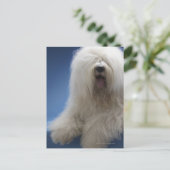 Sheepdog Briefkaart (Staand voorkant)
