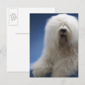 Sheepdog Briefkaart (Voorkant / Achterkant)