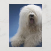 Sheepdog Briefkaart (Voorkant)