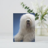 Sheepdog Briefkaart (Staand voorkant)