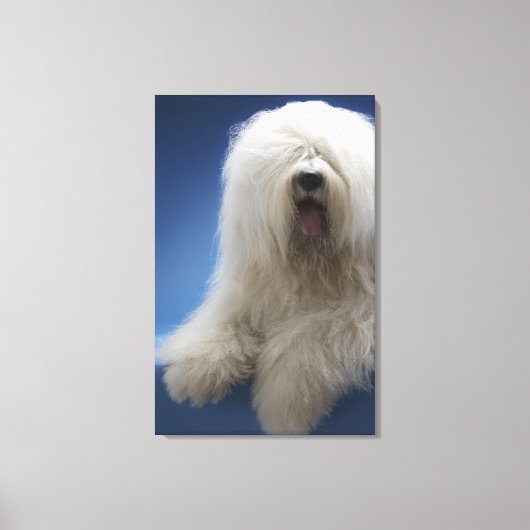 Sheepdog Canvas Afdruk (Voorkant)