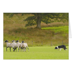 Sheepdog Herding Sheep Card