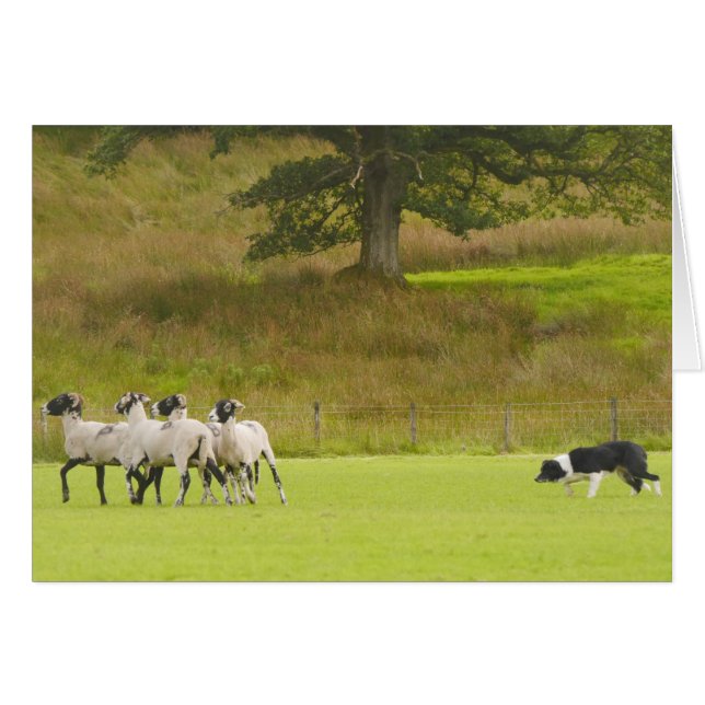 Sheepdog Herding Sheep Card (Voorkant Horizontaal)