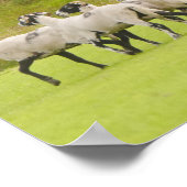 Sheepdog Herding Sheep Poster (Hoek)