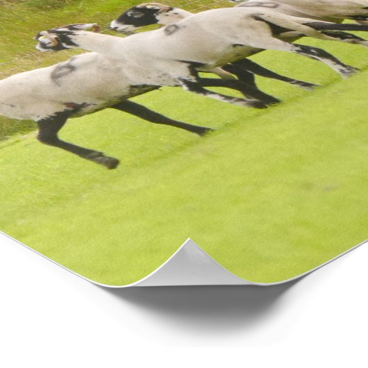 Sheepdog Herding Sheep Poster (Hoek)