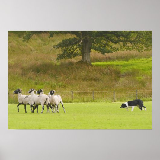 Sheepdog Herding Sheep Poster (Voorkant)