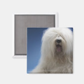 Sheepdog Magneet (Voorkant / Achterkant)
