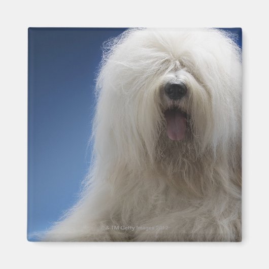 Sheepdog Magneet (Voorkant)