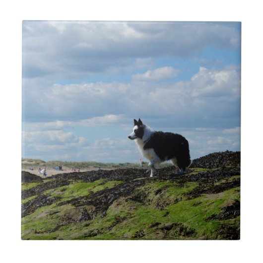Sheepdog Ready op Rocks Tegeltje (Voorkant)