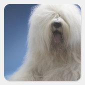 Sheepdog Vierkante Sticker (Voorkant)