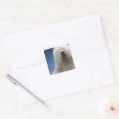Sheepdog Vierkante Sticker (Envelop)