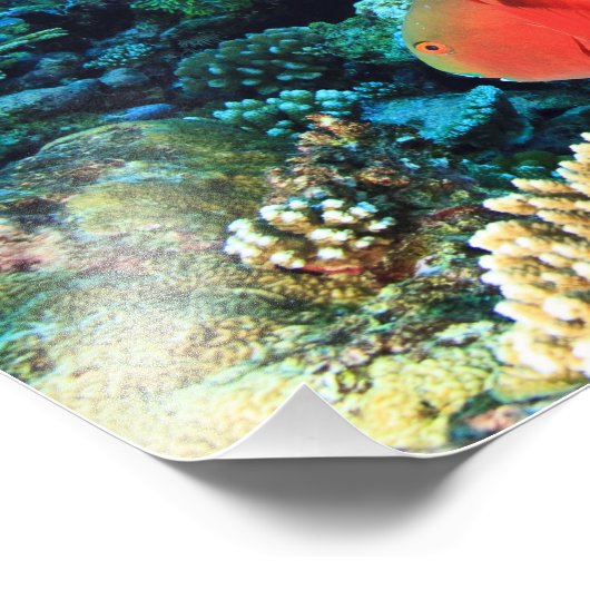 Sheephead Parrotfish Scarus Foto Afdruk (Hoek)