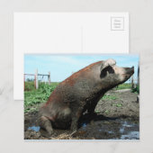 Sheila, mijn dikke varken briefkaart (Voorkant / Achterkant)