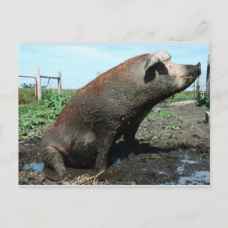 Sheila, mijn dikke varken briefkaart
