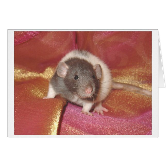 Shelby (Voorkant Horizontaal)