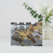 Shelf Cat Briefkaart (Staand voorkant)