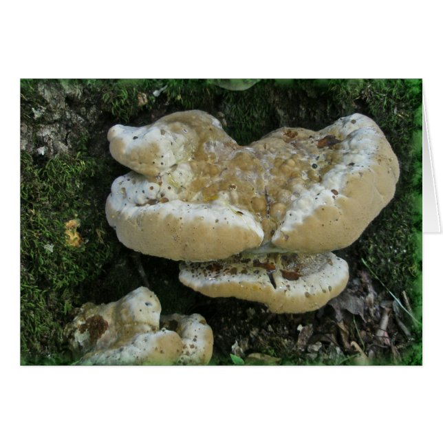 Shelf Fungi op Stump (Voorkant Horizontaal)
