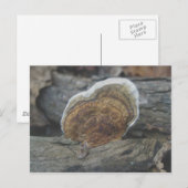 Shelf Fungus #3 Briefkaart (Voorkant / Achterkant)