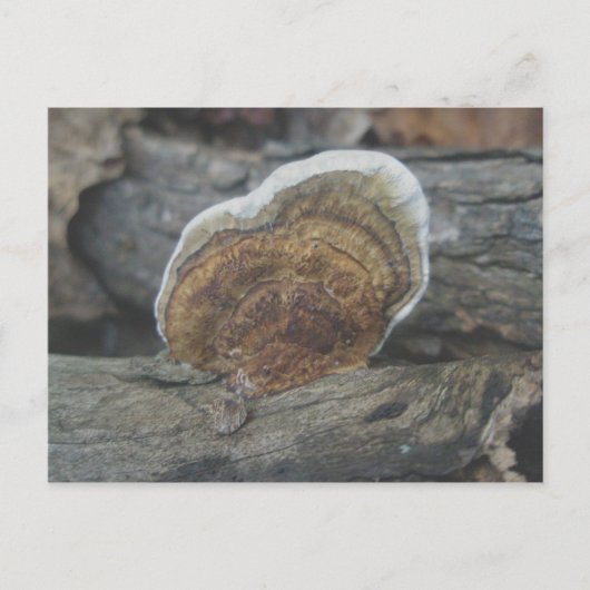 Shelf Fungus #3 Briefkaart (Voorkant)