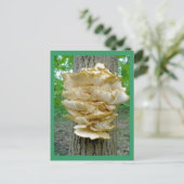 Shelf Fungus op het Briefkaart van de bomen (Staand voorkant)