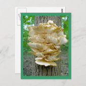 Shelf Fungus op het Briefkaart van de bomen (Voorkant / Achterkant)