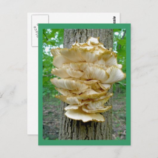 Shelf Fungus op het Briefkaart van de bomen (Voorkant / Achterkant)