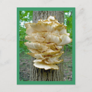 Shelf Fungus op het Briefkaart van de bomen