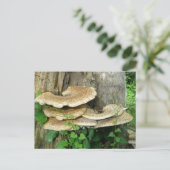 Shelf Fungus op Stump Briefkaart (Staand voorkant)