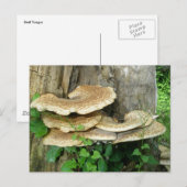 Shelf Fungus op Stump Briefkaart (Voorkant / Achterkant)