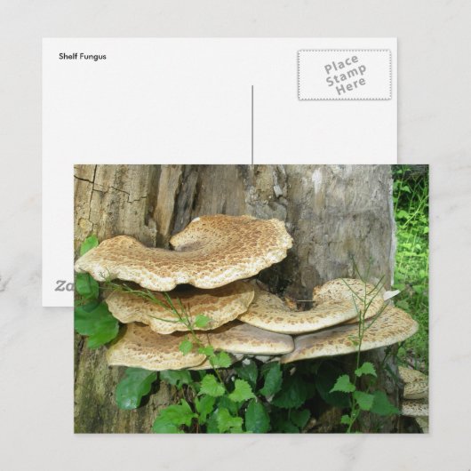 Shelf Fungus op Stump Briefkaart (Voorkant / Achterkant)