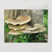 Shelf Fungus op Stump Briefkaart (Voorkant)