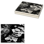 Shelf Fungus Rubber Stamp Rubberstempel (Gestempeld)