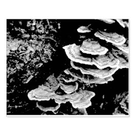Shelf Fungus Rubber Stamp Rubberstempel