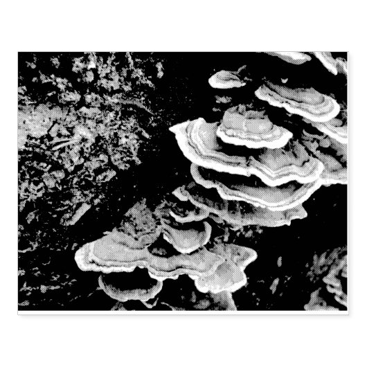 Shelf Fungus Rubber Stamp Rubberstempel (Afrduk)
