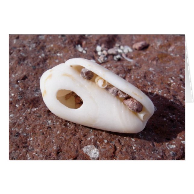 Shell (Voorkant Horizontaal)